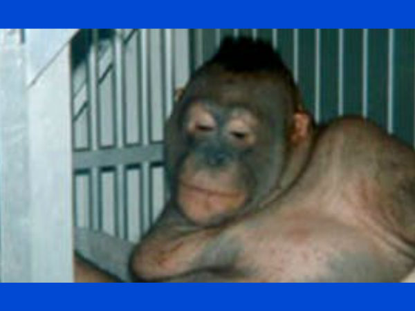 மனிதர்களின் மிருக முகம்!