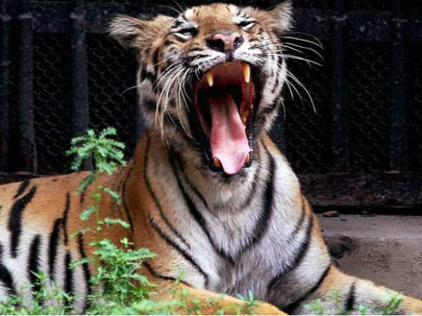 உறுமல் :