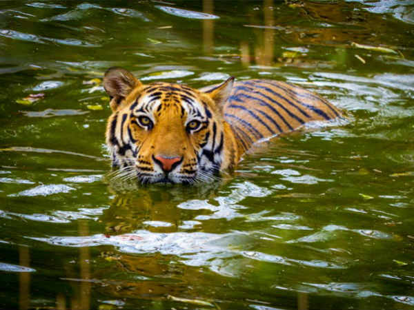 கோடுகள் :