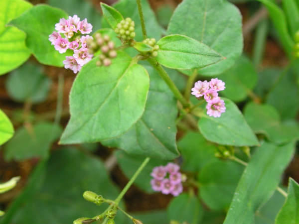 மூக்குரட்டைக்கொடி (Boerhavia Diffusa) 