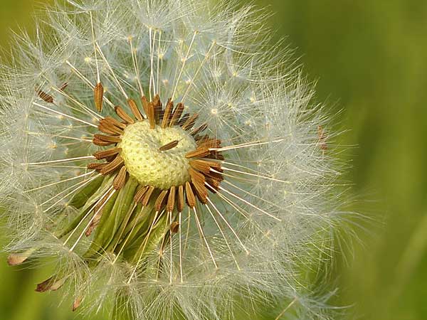 டேன்டேலியன் தண்டு 