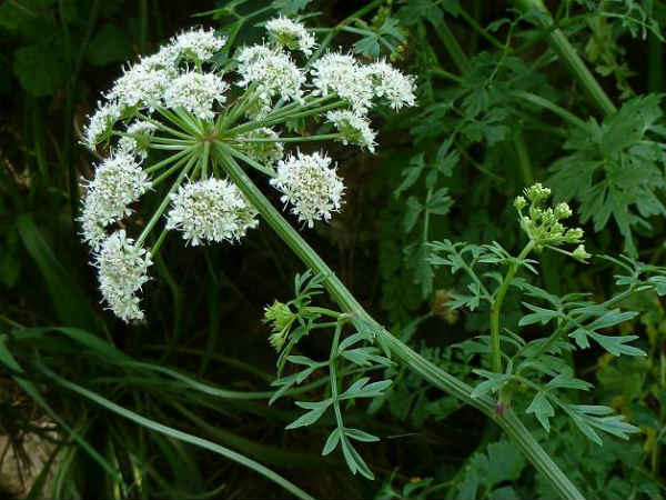 ஒனாந்தே பூ : 