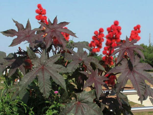 கேஸ்டர் பூ : 