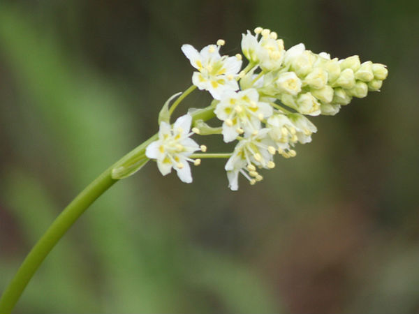  டெத் பூ : 