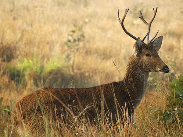 காட்டுமிராண்டித் தனம்!