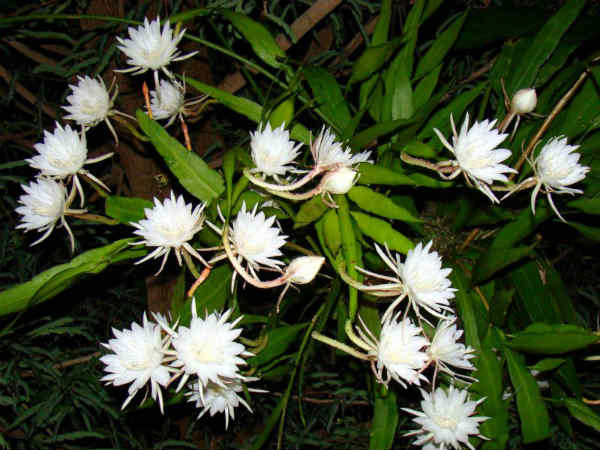 கடும்புல் பூ: 