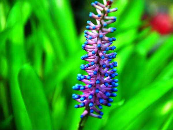 தீக்குச்சிப்பூ : 