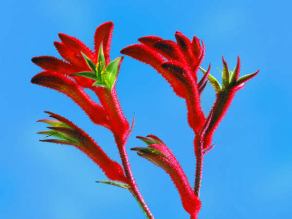 கங்காரு பாதம் பூ : 