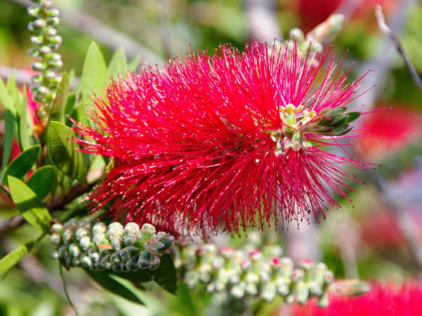 பாட்டில் பூ : 