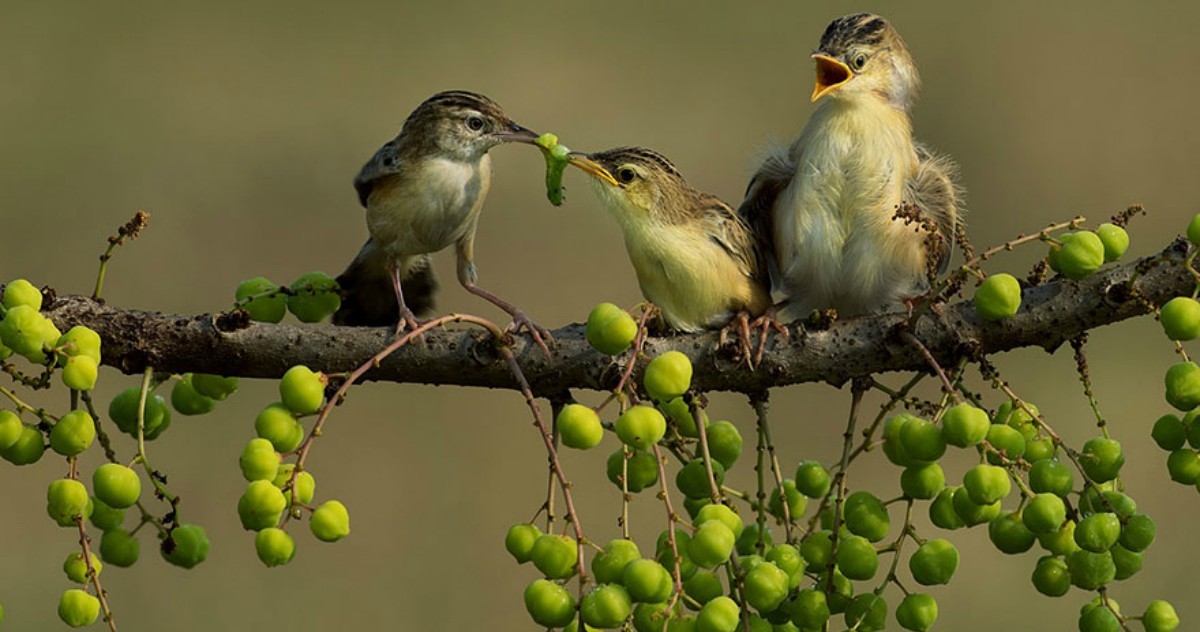 # தாயன்பு!