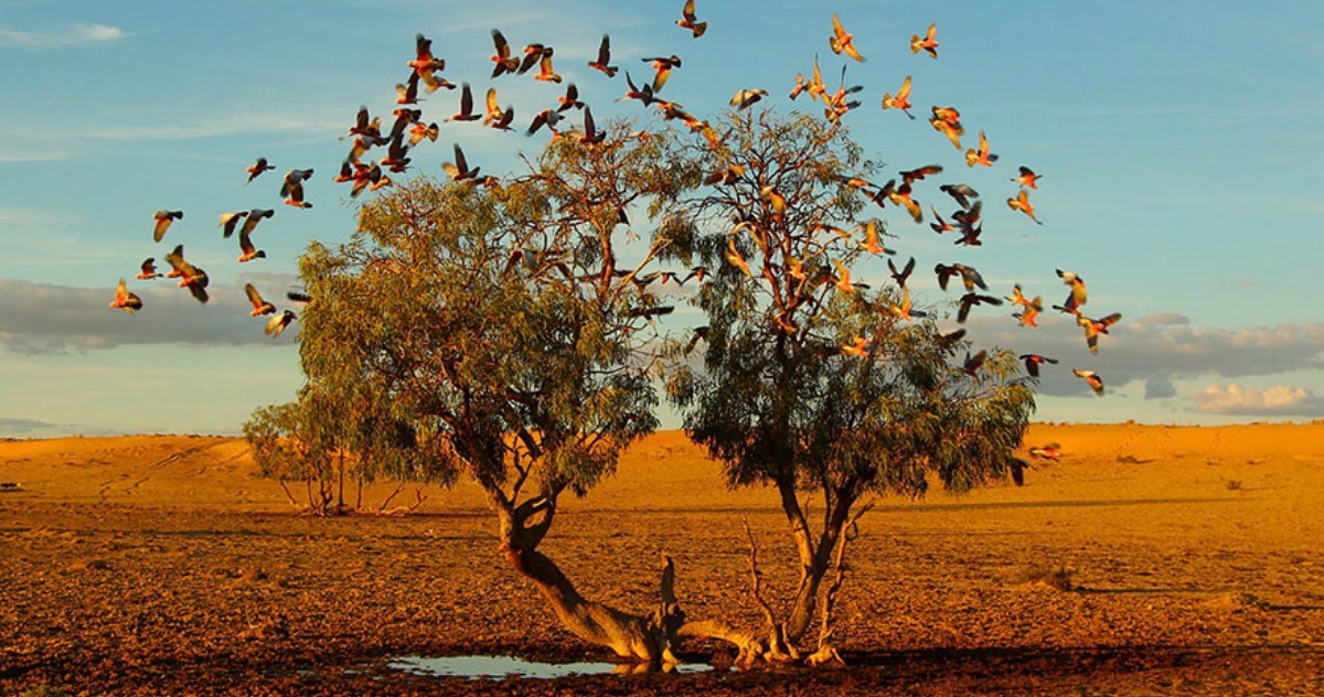 # கனவு மரம்!