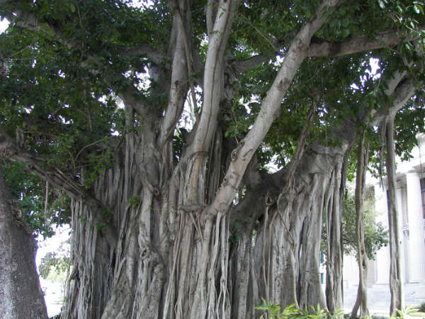 1. ஆலமர கொழுந்து