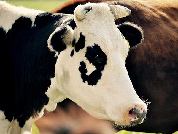  சீம்பால் மனிதர்களுக்கு அளிக்கும் நன்மைகள் :