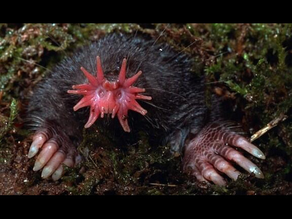 மோல் (Mole) விலங்கு! மோல் (Mole) விலங்கு!