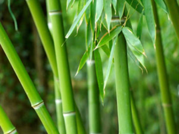 மூங்கில் மருந்து : 