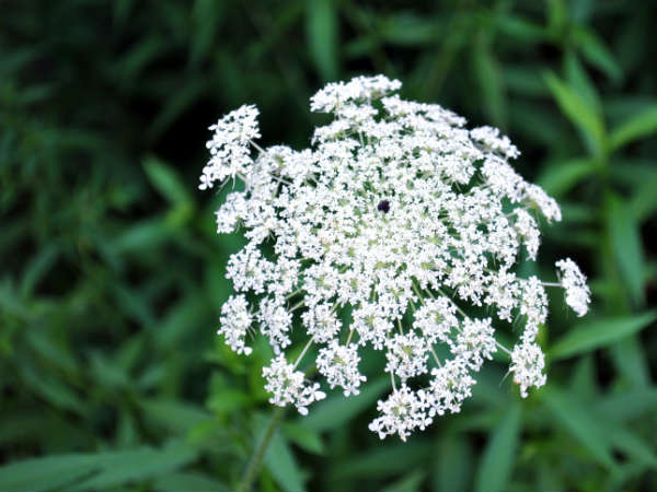 க்யின் அன்னீஸ் லேஸ் : 