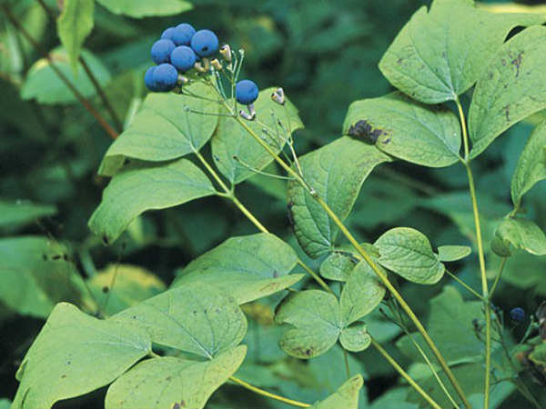 ப்ளூ கோஷோஷ் : 