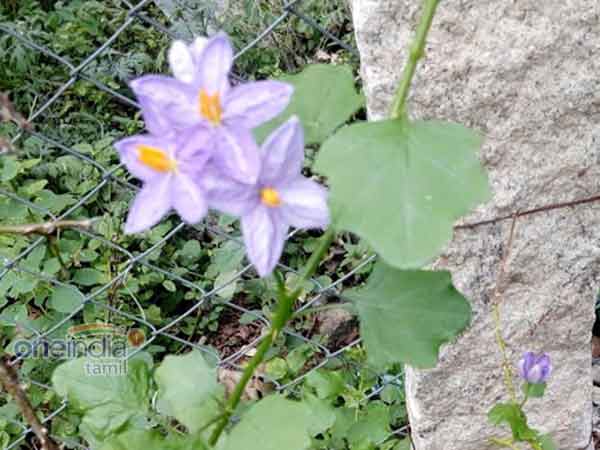 தூதுவளை!