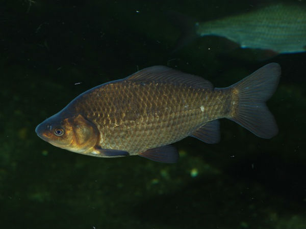 ஆக்ஸிஜனாக மாறிடும் ஆல்கஹால் : 