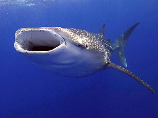 கடல்வாழ் உயிரினம்! கடல்வாழ் உயிரினம்!