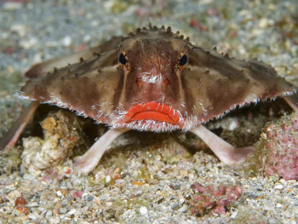 நீந்தாத மீன் : 