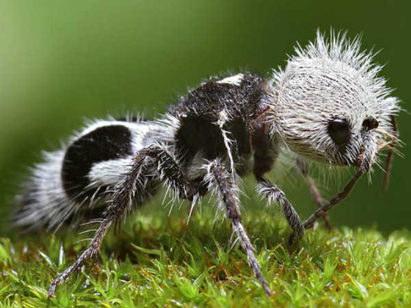  பாண்டா எறும்பு : 