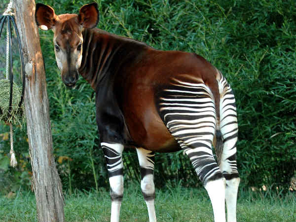 வரிகள் இல்லாத வரிக்குதிரை : 