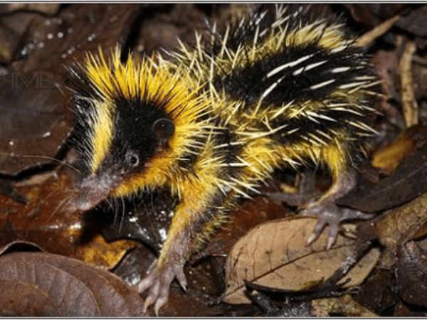 மஞ்சள் முள் : 