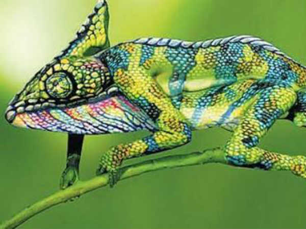 பச்சோந்திகள் இடத்திற்கேற்ப நிறமாறும் : 