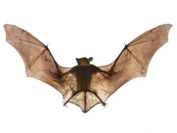 வவ்வால்களுக்கு கண் தெரியாது : 