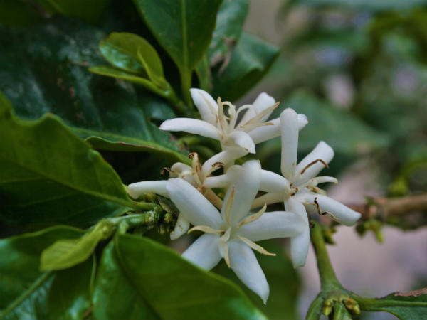 மகிழம்பூ