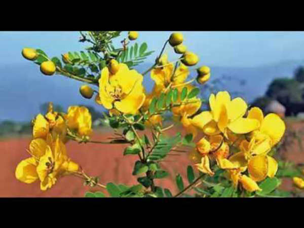 ஆவாரம் பூ