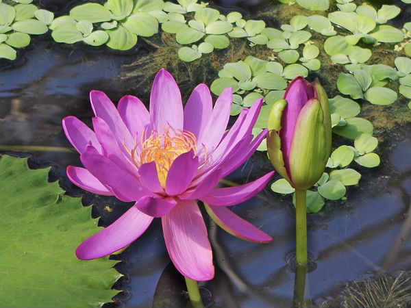 தாமரைப்பூ