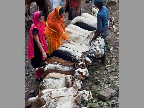 மகனுக்கு பதிலாக ஆடு : 