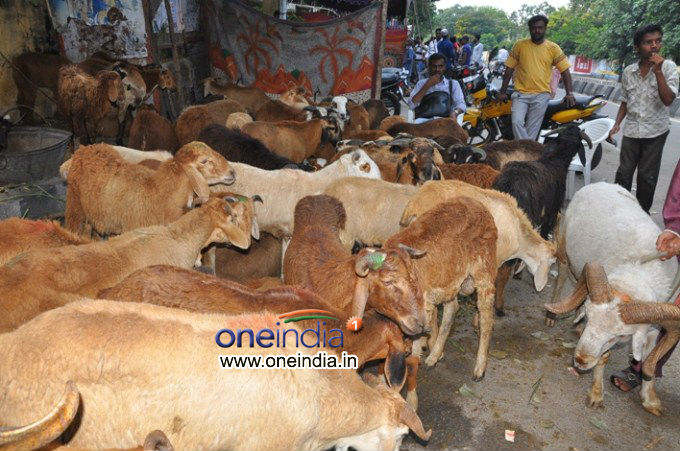 பிராணிகள் : 