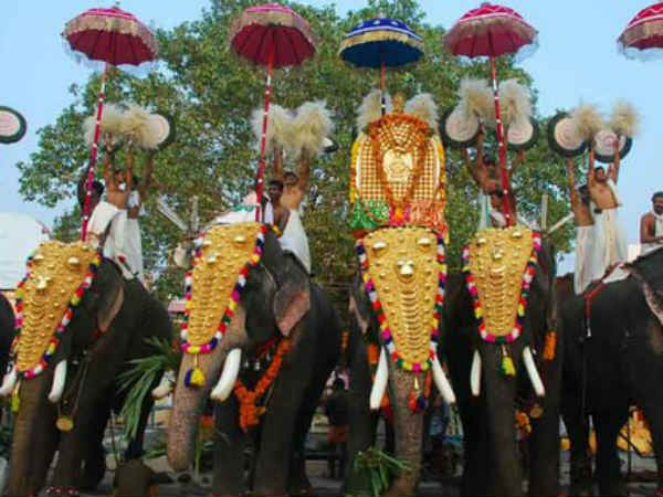 யானைத் திருவிழா : 