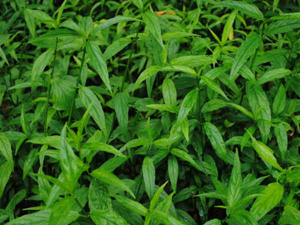 என்னென்ன தேவை : 