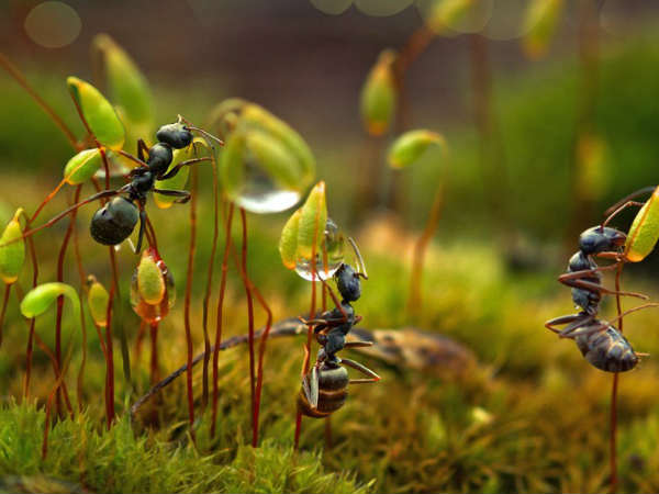 எல்லாரும் சமம் : 