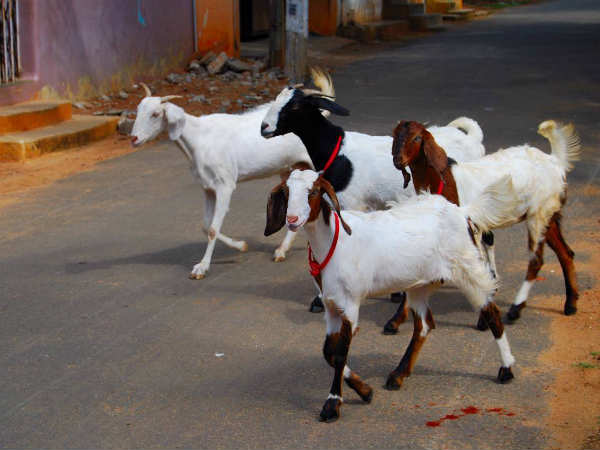 ஆட்டுக் குட்டி : 