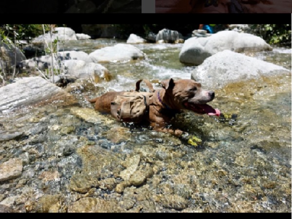 பென்னி : 