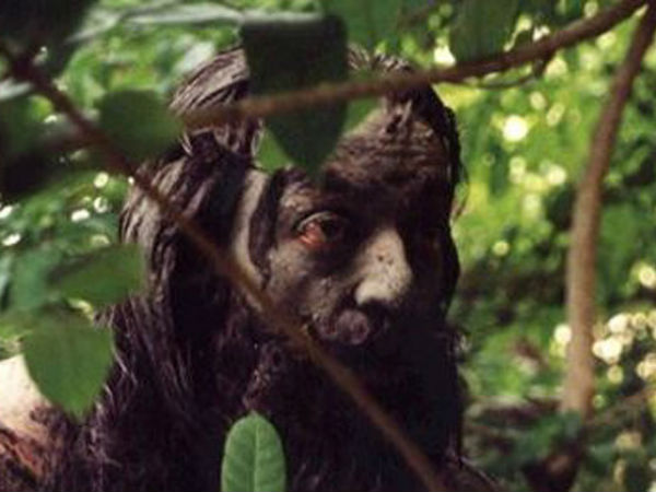 கொரில்லா தாக்குதல்!