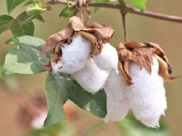 பிரம்மை நோய்