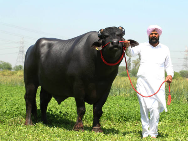 Sultan The Bull, Unique Kind of Bull in the World. It semen only Earns One Crore Per year. Sultan The Bull, Unique Kind of Bull in the World. It semen only Earns One Crore Per year.