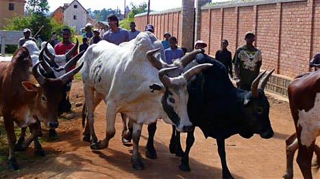 இரண்டு வகை!