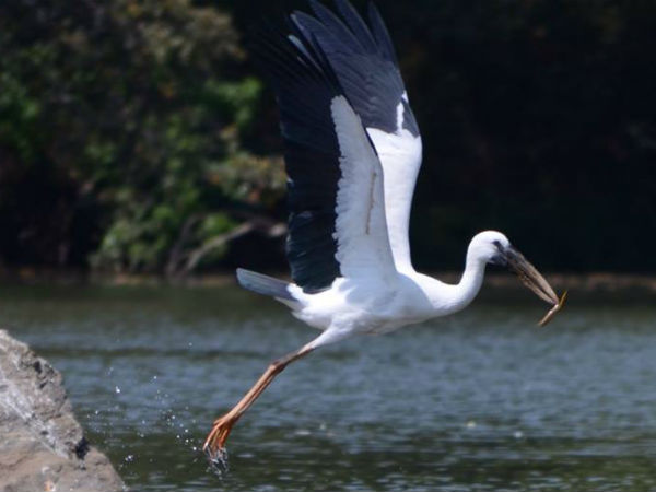 வாழ்வு தரும் பறவைகள்