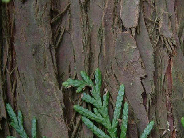 வியாதிகளை தடுக்க :