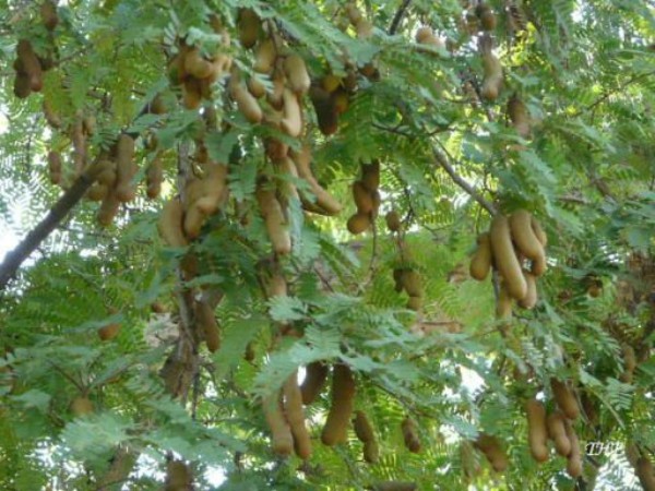  புளிய இலையின் பயன்கள்