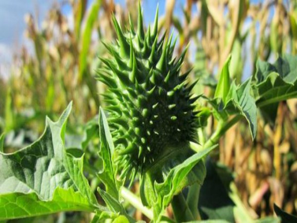 ஊமத்தை இலை பயன்கள்