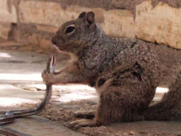 அணில் கைது!