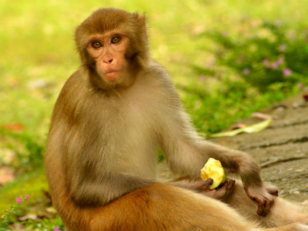 குரங்கு!